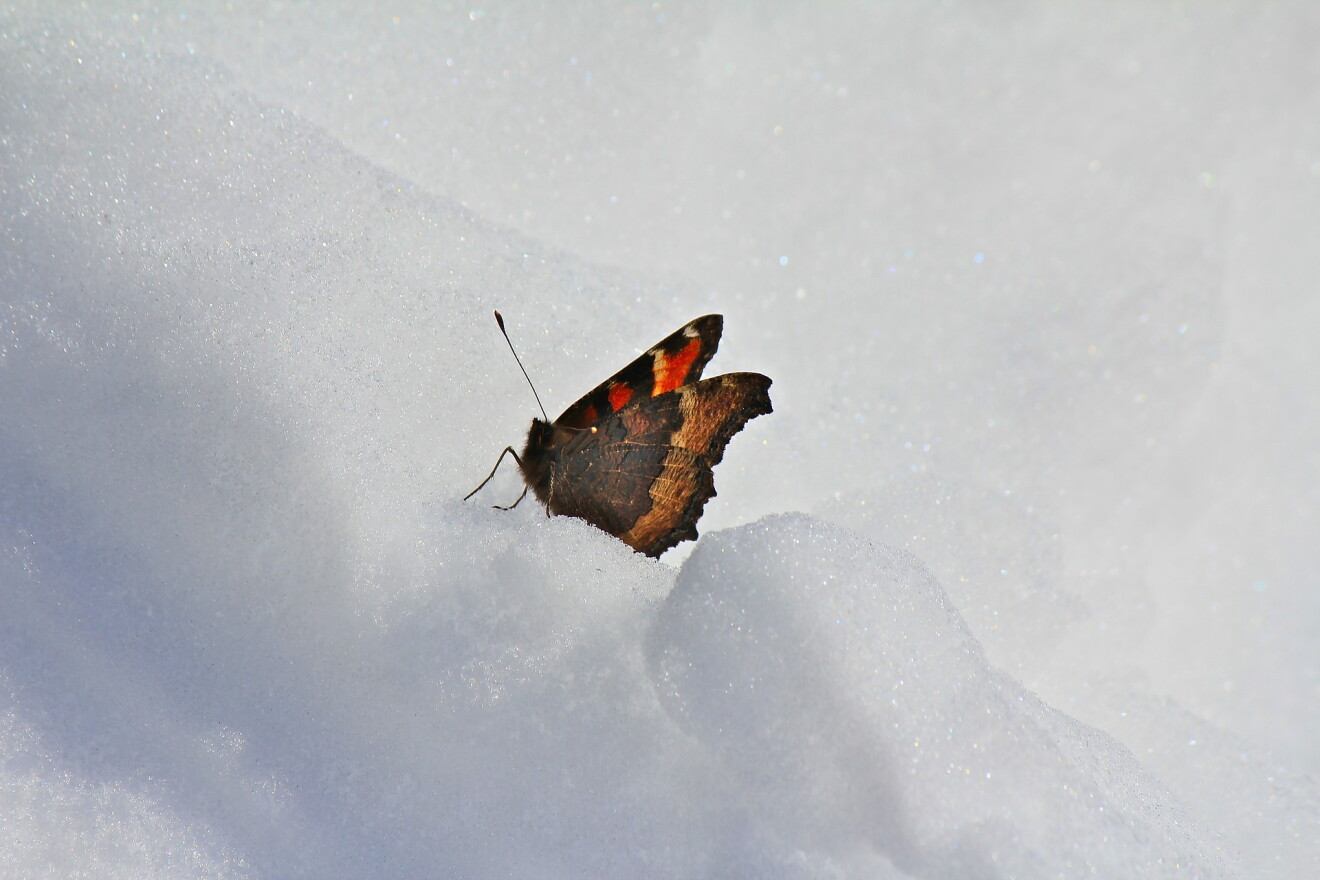 A butterfly sits a top a mound of snow.